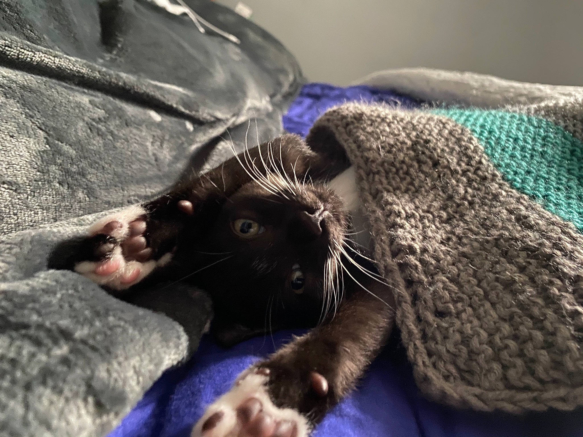 Baker is registered to the contest to win money with this photo: black_cat, carnivore, cat, claw, felidae, fur, kitten, nap, organism, russian_blue, small_to_medium_sized_cats, snout, whiskers