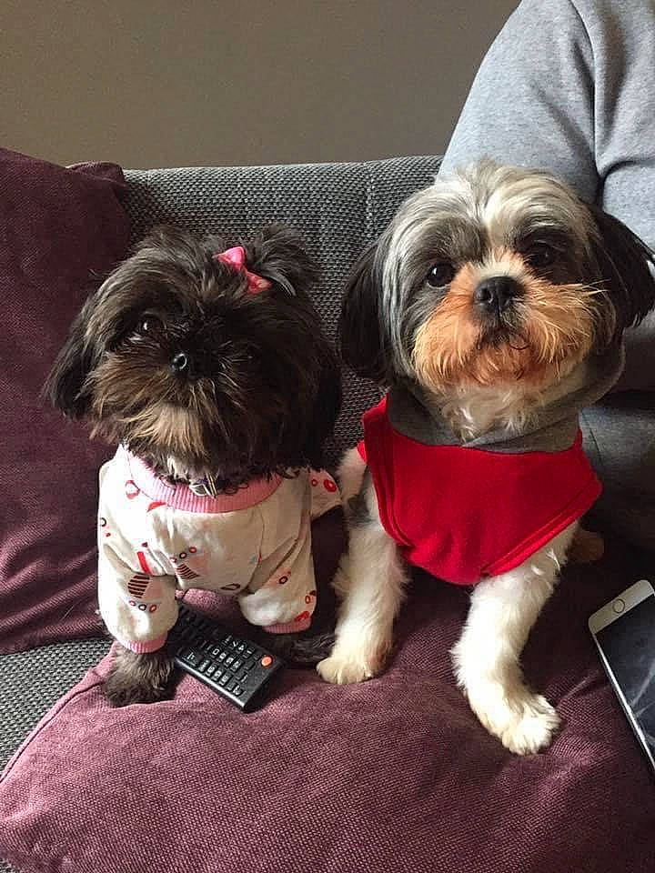 Mario And Betsy is registered to the contest to win money with this photo: carnivore, collar, companion_dog, dog, dog_breed, dog_clothes, dog_collar, dog_supply, fashion_accessory, fawn, fur, liver, pet_supply, shih_tzu, small_terrier, snout, sporting_group, terrier, toy_dog, working_animal
