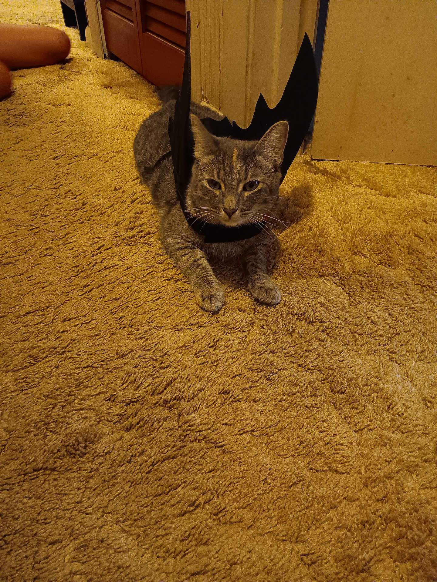 Jynx joined the competition — help win amazing prizes! cat, bat_wings, carpet, indoor, pet, animal, feline, costume, orange_tone, texture, relaxed, lying_down, whiskers, ears, paws, brown, furniture, door, home, cute