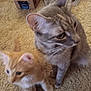 Jynx joined the competition — help win amazing prizes! cat, kitten, gray_cat, orange_cat, carpet, indoor, pet, feline, animal, cute, whiskers, ears, tail, box, floor, domestic, young_cat, curious, sitting, blurry
