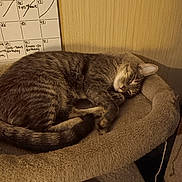 Jynx is registered to the contest to win money with this photo: cat, tabby, sleeping, cozy, pet_bed, feline, indoor, calendar, wall, fur, relaxed, cute, animal, resting, whiskers, ears, tail, paw, soft, domestic