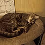 cat, tabby, sleeping, cozy, pet_bed, feline, indoor, calendar, wall, fur, relaxed, cute, animal, resting, whiskers, ears, tail, paw, soft, domestic