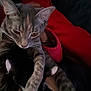Jynx is registered to the contest to win money with this photo: cat, kitten, tabby_cat, black_and_white_cat, pet, animal, feline, cozy, blanket, red_blanket, indoor, close_up, snuggling, fur, whiskers, ears, paws, resting, domestic_cat, cute