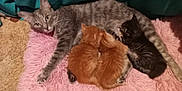 Jynx joined the competition — help win amazing prizes! cat, kitten, mother_cat, nursing, gray_cat, orange_kittens, striped_kitten, pink_rug, cozy, indoor, pets, animal_family, feline, resting, fur, cute, domestic_cat, mammal, carpet, relaxing