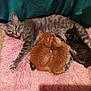 cat, kitten, mother_cat, nursing, gray_cat, orange_kittens, striped_kitten, pink_rug, cozy, indoor, pets, animal_family, feline, resting, fur, cute, domestic_cat, mammal, carpet, relaxing