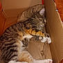 Houdini joined the competition — help win amazing prizes! cat, tabby_cat, sleeping, cardboard_box, paws, fur, striped, crumpled_paper, cozy, indoor, pet, resting, whiskers, pink_paw_pads, relaxed, cute, animal, feline, domestic_cat, napping