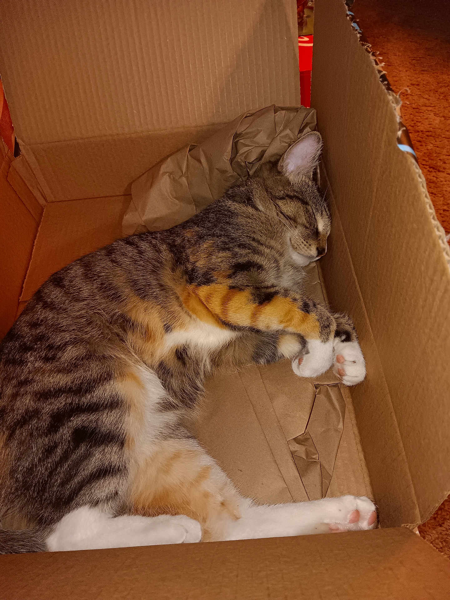 Houdini joined the competition — help win amazing prizes! cat, tabby_cat, sleeping, cardboard_box, paws, fur, striped, crumpled_paper, cozy, indoor, pet, resting, whiskers, pink_paw_pads, relaxed, cute, animal, feline, domestic_cat, napping