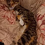 Houdini joined the competition — help win amazing prizes! cat, tabby_cat, sleeping, bed, blanket, floral_pattern, cozy, fur, pet, animal, indoor, comfort, resting, cute, whiskers, paw, relaxed, soft, domestic_cat, nap