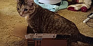 Houdini is registered to the contest to win money with this photo: cat, tabby_cat, cardboard_box, indoor, carpet, vacuum_cleaner, furniture, household_items, pet, animal, curious, small_box, cluttered_room, multicolor_drawers, floor, domestic, two_cats, tabby, resting, watching