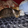 Tabitha G.