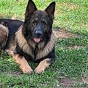 Tank is registered to the contest to win money with this photo: alert, animal, canine, companion, daylight, dog, ears_up, friendly, fur, german_shepherd, grass, lying_down, mammal, nature, outdoor, pet, portrait, resting, summer, tongue_out