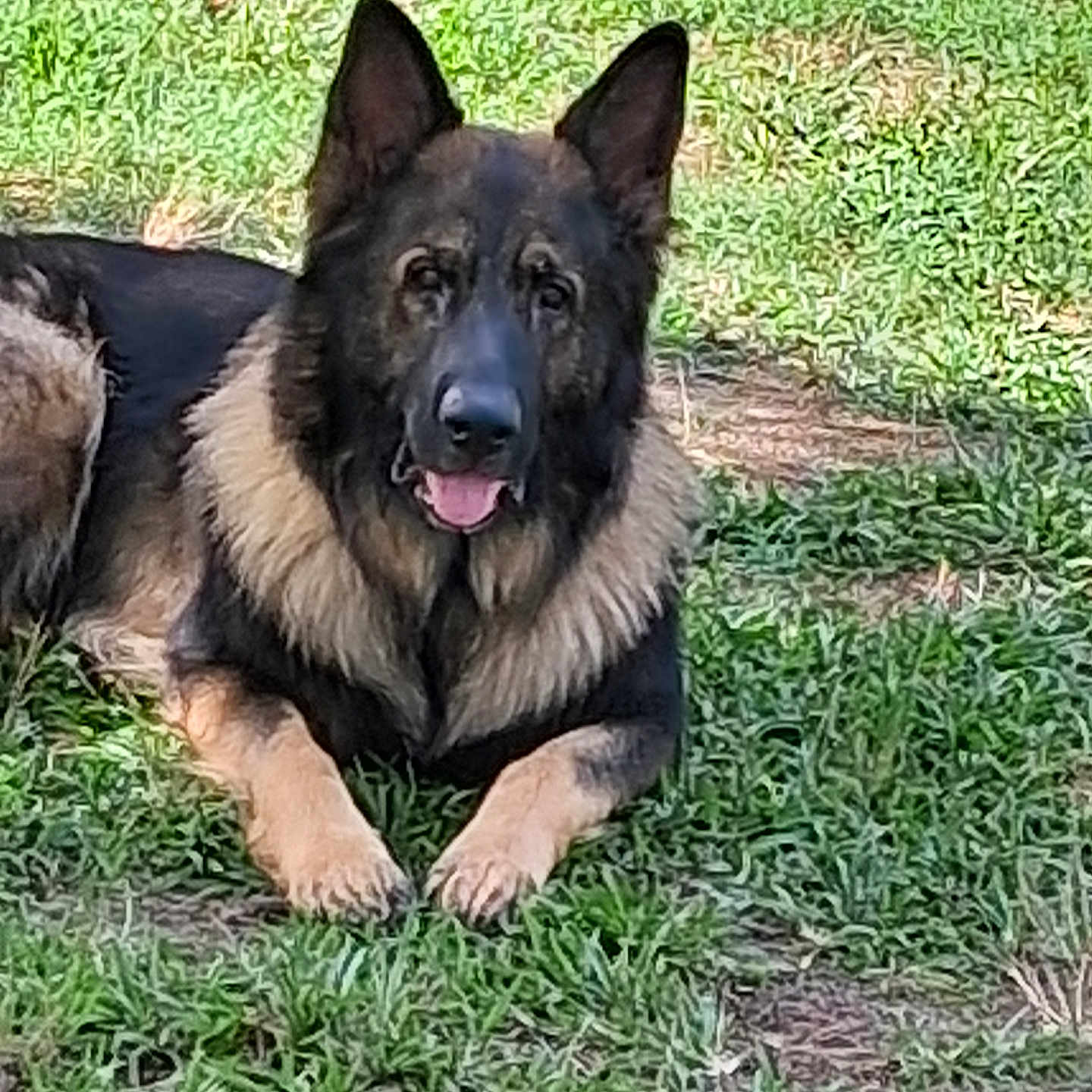 Tank is registered to the contest to win money with this photo: alert, animal, canine, companion, daylight, dog, ears_up, friendly, fur, german_shepherd, grass, lying_down, mammal, nature, outdoor, pet, portrait, resting, summer, tongue_out