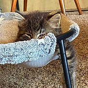 Finn joined the competition — help win amazing prizes! kitten, cat, pet, furry, sleepy, cozy, cat_bed, carpet, indoor, furniture, wooden_chair, closeup, animal, cute, resting, tabby, fluffy, young_cat, home, relaxed