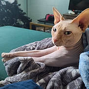 Harry joined the competition — help win amazing prizes! sphynx_cat, cat, hairless_cat, pet, animal, indoor, blanket, couch, living_room, stretching, feline, cozy, relaxed, furless, ears, whiskers, paw, soft_texture, domestic, mammal