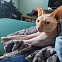sphynx_cat, cat, hairless_cat, pet, animal, indoor, blanket, couch, living_room, stretching, feline, cozy, relaxed, furless, ears, whiskers, paw, soft_texture, domestic, mammal