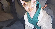 Harry is registered to the contest to win money with this photo: alert, casual_clothing, cat, couch, furniture, hairless_cat, home, hoodie, indoor, jacket, person, pet, phone, portrait, relaxed, seated, sofa, sphynx_cat, wide_eyes, young_man
