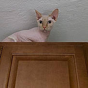 Harry is registered to the contest to win money with this photo: hairless_cat, cat, wooden_cabinet, curious, indoor, pet, animal, ears, wide_eyes, looking_up, feline, texture, wall, closeup, portrait, domestic_cat, pink_skin, whiskers, head, alert