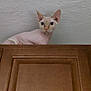 hairless_cat, cat, wooden_cabinet, curious, indoor, pet, animal, ears, wide_eyes, looking_up, feline, texture, wall, closeup, portrait, domestic_cat, pink_skin, whiskers, head, alert