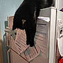 Jack joined the competition — help win amazing prizes! black_cat, cat, refrigerator, papers, kitchen, indoor, curious, pets, animal, feline, domestic, appliance, documents, clawing, household, wall, magnet, countertop, curiosity, funny