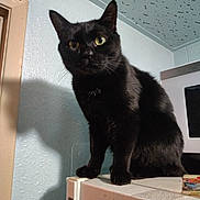 Jack joined the competition — help win amazing prizes! black_cat, cat, pet, indoor, kitchen, appliance, shadow, wall, fur, eyes, domestic, curious, animal, mammal, feline, sitting, close_up, texture, light, home