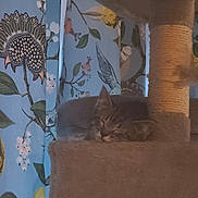 Lydia joined the competition — help win amazing prizes! cat, sleeping, tabby, cat_tree, curtain, floral_pattern, bird_pattern, indoor, cozy, furniture, pet, resting, animal, soft_texture, home, relaxation, feline, cute, quiet, decor