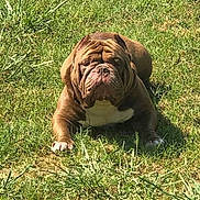 Tank joined the competition — help win amazing prizes! dog, bulldog, grass, outdoor, pet, animal, sunlight, resting, canine, mammal, nature, summer, lying_down, brown, white_paw, wrinkles, cute, companion, relaxed, daytime