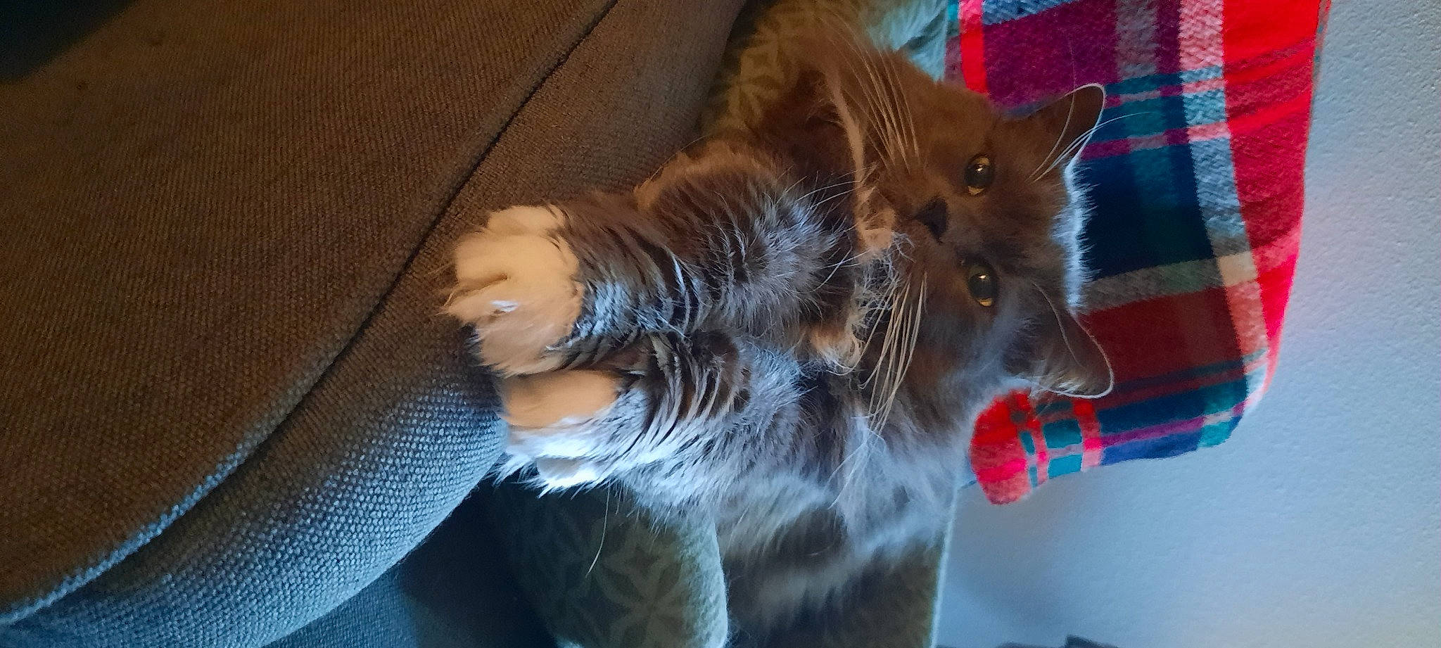 Kennocha joined the competition — help win amazing prizes! canidae, carnivore, cat, cat_supply, claw, domestic_short_haired_cat, fawn, felidae, flooring, fur, lap, paw, small_to_medium_sized_cats, snout, tail, whiskers