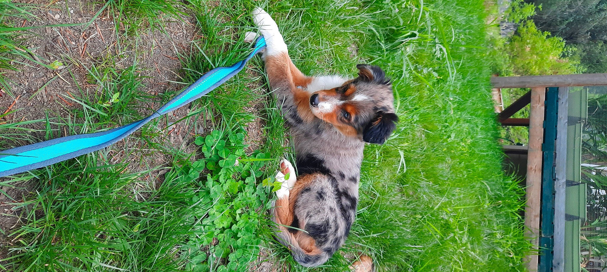 Mezzie joined the competition — help win amazing prizes! canidae, carnivore, companion_dog, dog, dog_breed, dog_supply, fawn, felidae, grass, grass_family, groundcover, liver, plant, snout, soil, sporting_group, tail, terrier, toy_dog, working_animal