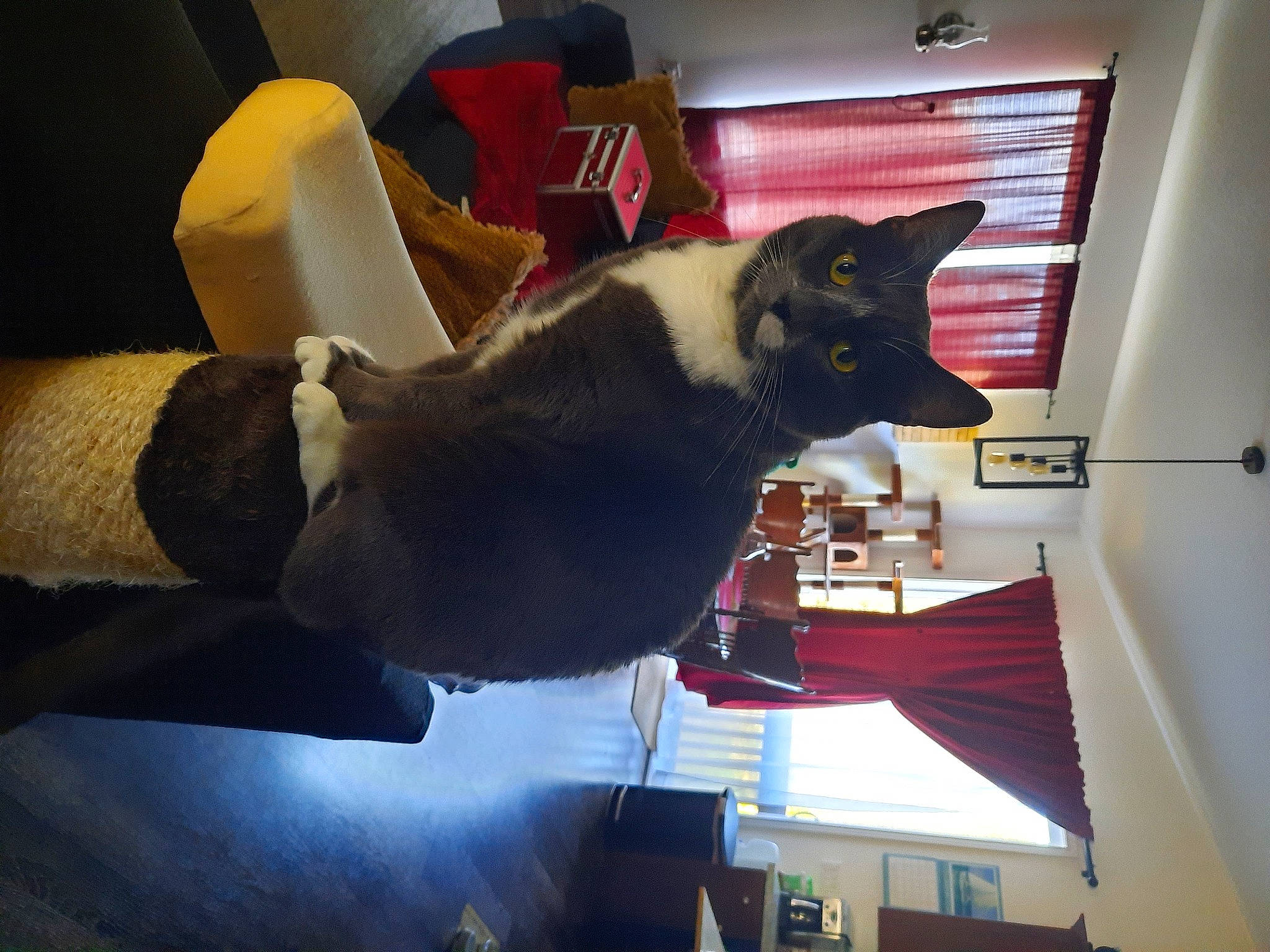 Sasta is registered to the contest to win money with this photo: canidae, carmine, carnivore, cat, chair, comfort, domestic_short_haired_cat, felidae, fur, lamp, lighting_accessory, paper, paper_product, paper_towel, room, small_to_medium_sized_cats, tail, whiskers, window