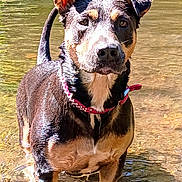Little Girl joined the competition — help win amazing prizes! animal, black, brown, canine, collar, curious, dog, ear, freshwater, muzzle, nature, outdoor, pebbles, playful, portrait, shallow_water, standing, sunlight, water, wet_fur
