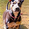 animal, black, brown, canine, collar, curious, dog, ear, freshwater, muzzle, nature, outdoor, pebbles, playful, portrait, shallow_water, standing, sunlight, water, wet_fur