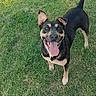 dog, grass, outdoor, pet, happy, tongue_out, ears_up, ball, playful, nature, canine, smiling, animal, greenery, summer, fun, mammal, friendly, active, domestic