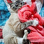 Grizouille participe au concours pour gagner de l'argent avec cette photo : cat, kitten, blanket, pink, bedspread, fur, paw, claw, striped, curious, cute, indoor, resting, soft, cozy, animal, pet, whiskers, laying, feline