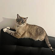 Grizouille a rejoint le concours — aidez-le/la à gagner de superbes lots ! cat, feline, blue_eyes, lounging, black_couch, indoor, pet, animal, shadow, white_wall, relaxed, fur, striped, paw, tail, collar, whiskers, cute, domestic_cat, alert
