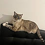 cat, feline, blue_eyes, lounging, black_couch, indoor, pet, animal, shadow, white_wall, relaxed, fur, striped, paw, tail, collar, whiskers, cute, domestic_cat, alert
