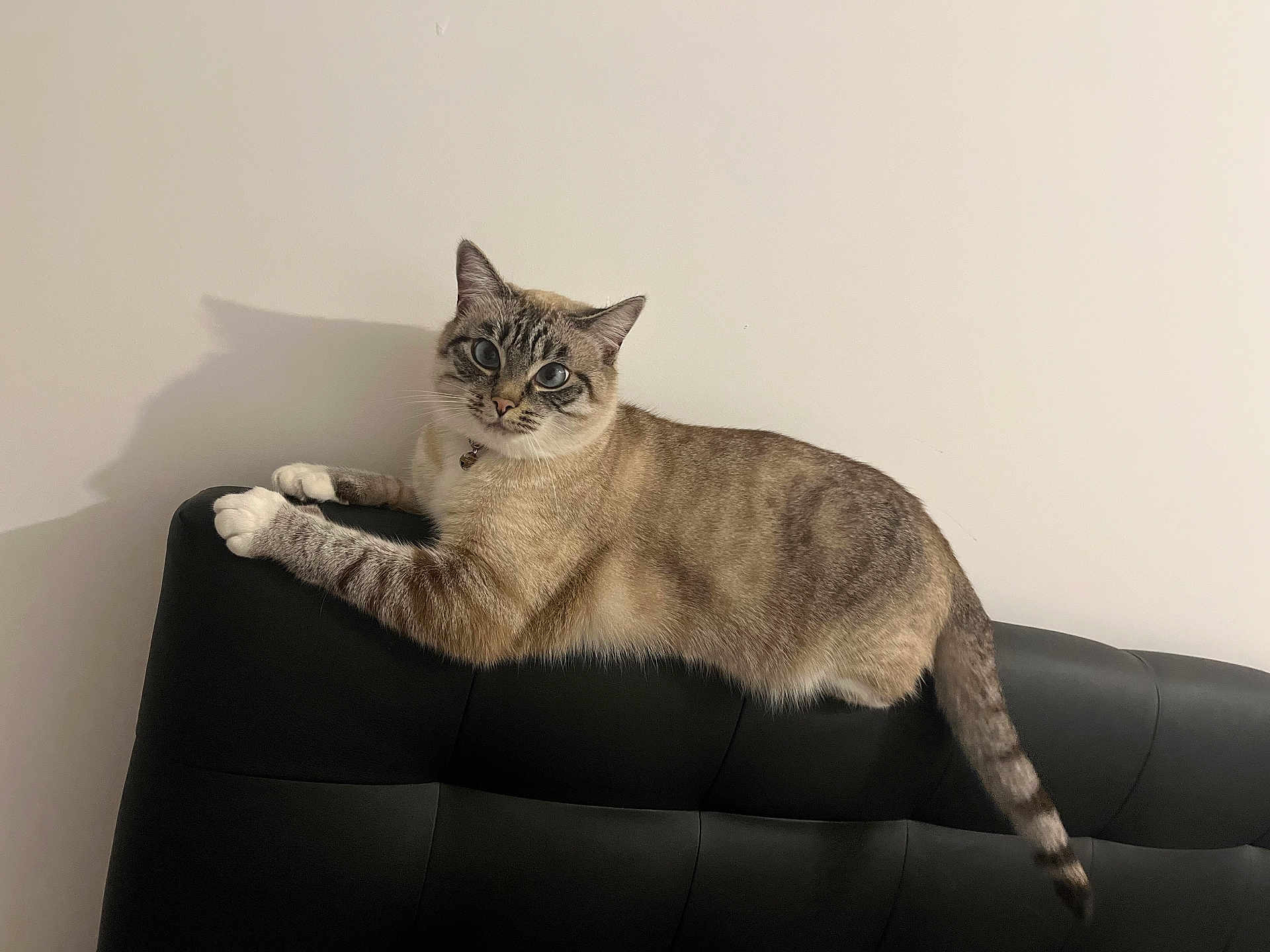 Grizouille a rejoint le concours — aidez-le/la à gagner de superbes lots ! cat, feline, blue_eyes, lounging, black_couch, indoor, pet, animal, shadow, white_wall, relaxed, fur, striped, paw, tail, collar, whiskers, cute, domestic_cat, alert