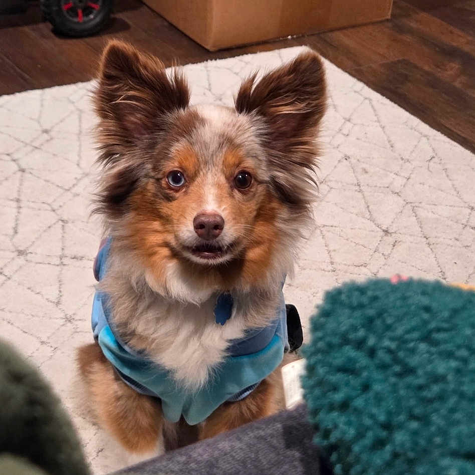 Etta Mae is registered to the contest to win money with this photo: animal, black, blue_jacket, brown, cozy, cute, dog, ears, eyes, face, floor, fur, heterochromia, indoor, looking, pet, rug, small_dog, white, wooden_floor