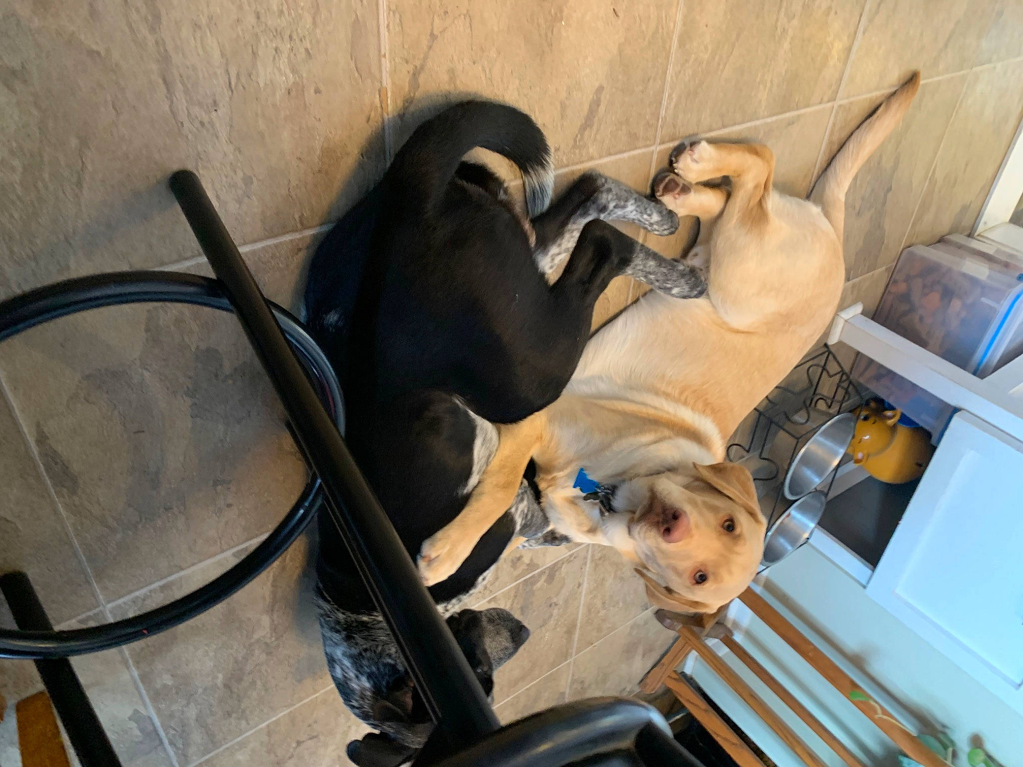 Hank joined the competition — help win amazing prizes! auto_part, automotive_exterior, dog_breed, electrical_supply, fawn, fender, machine, metal, sculpture, wood, working_animal