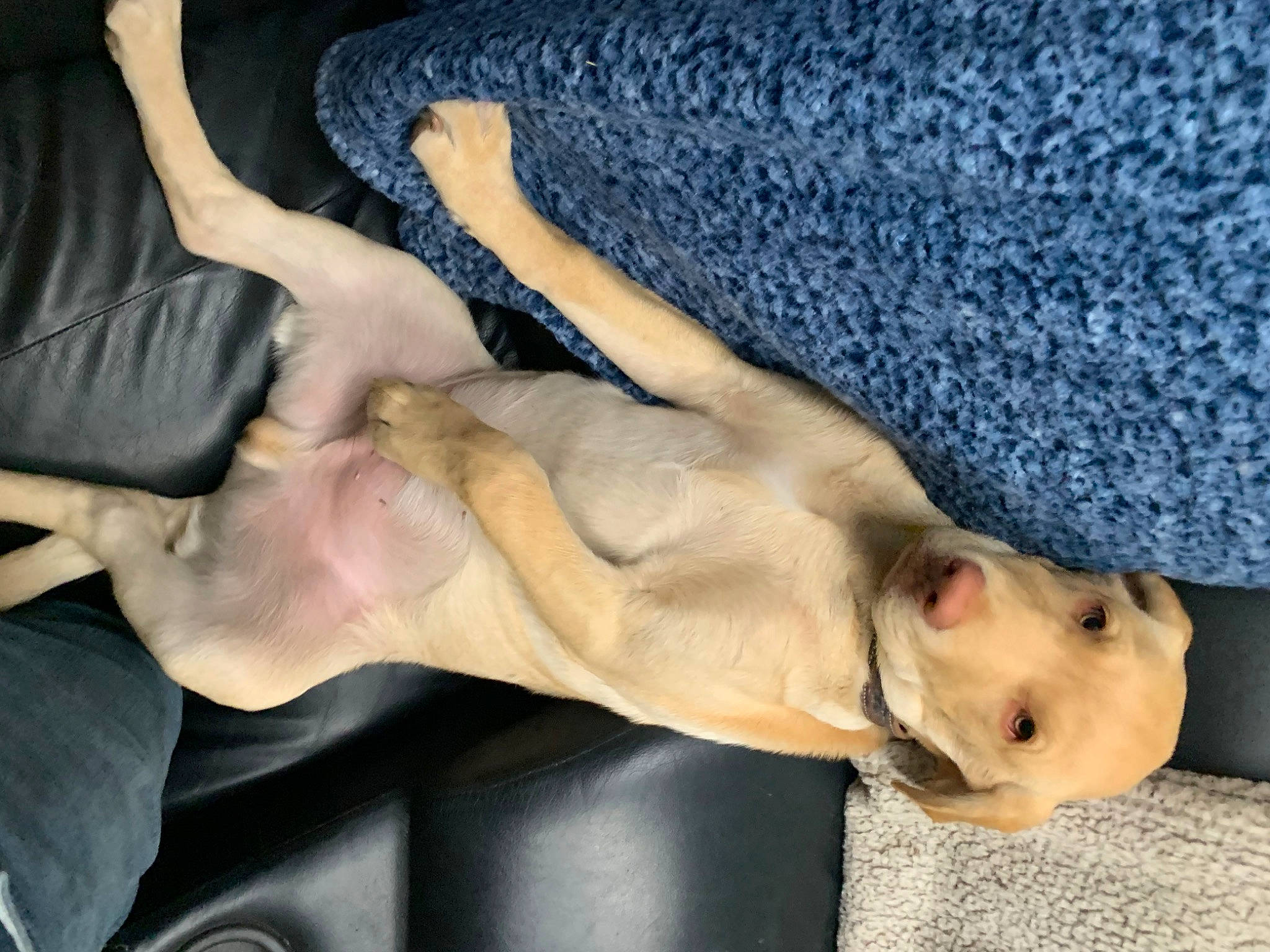 Hank joined the competition — help win amazing prizes! abdomen, carnivore, chest, comfort, companion_dog, dog, dog_breed, elbow, fawn, finger, foot, gesture, human_leg, joint, knee, muscle, tail, thigh, trunk, wrist