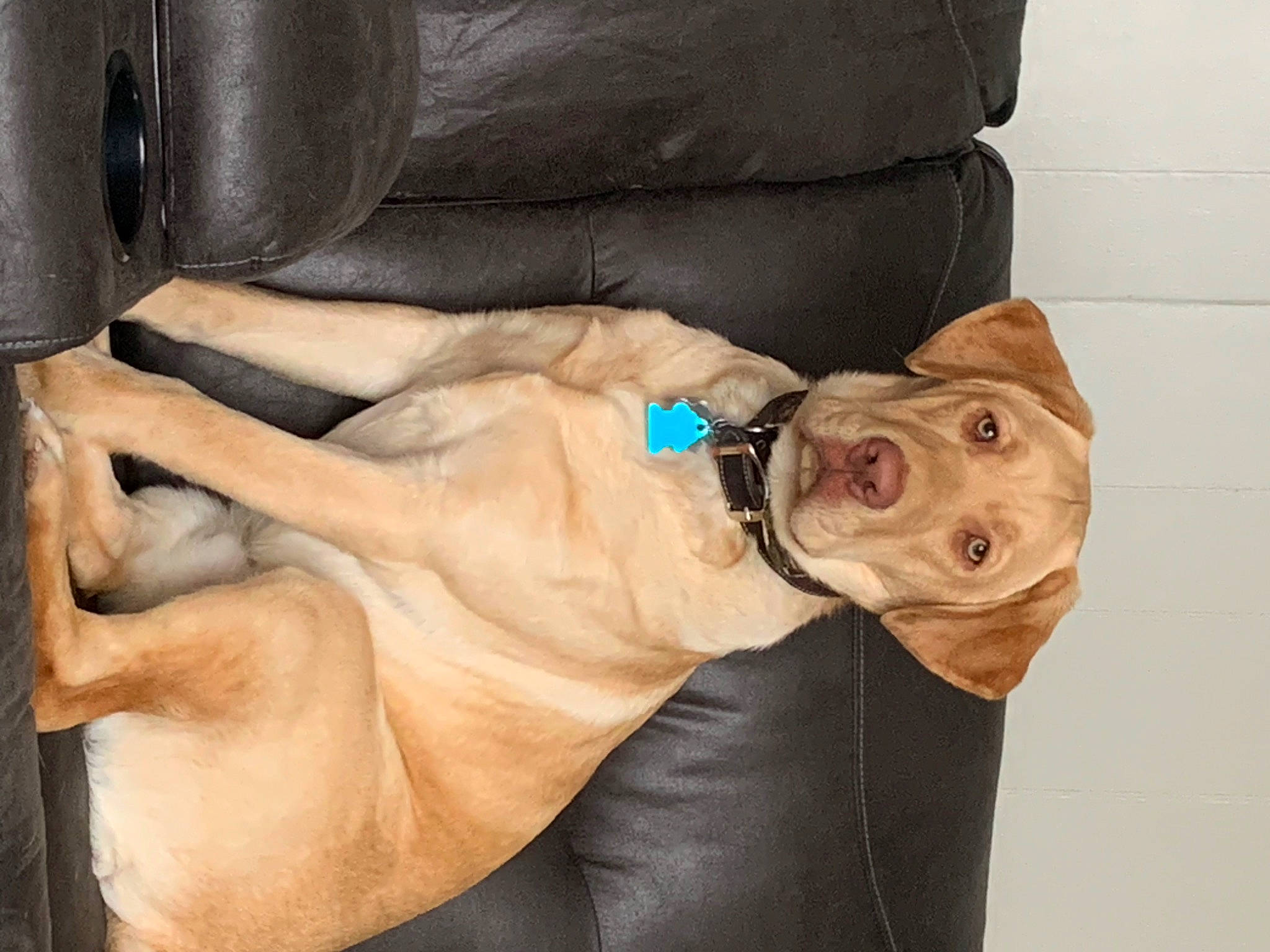 Hank is registered to the contest to win money with this photo: carnivore, collar, comfort, companion_dog, dog, dog_breed, dog_collar, dog_supply, fawn, fur, jaw, liver, mammal, pet_supply, snout, sporting_group, vertebrate, working_animal, wrinkle