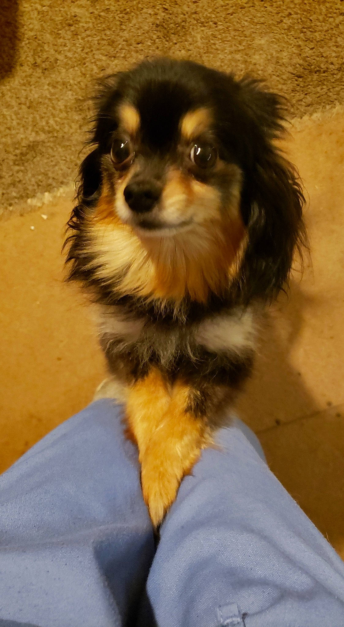 Peanut joined the competition — help win amazing prizes! canidae, carnivore, companion_dog, dog, dog_breed, fawn, mammal, puppy, rare_breed_dog, small_greek_domestic_dog, snout, sporting_group, tibetan_spaniel, toy_dog, yorkipoo