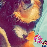 Peanut is registered to the contest to win money with this photo: canidae, carnivore, companion_dog, dog, dog_breed, mammal, pomeranian, puppy, snout, toy_dog