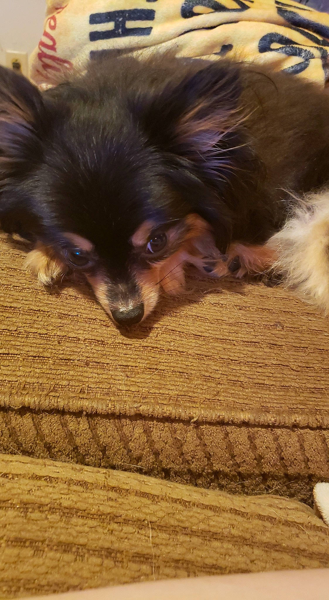 Peanut is registered to the contest to win money with this photo: canidae, carnivore, companion_dog, dog, dog_breed, fawn, papillon, pomeranian, puppy, spitz, toy_dog