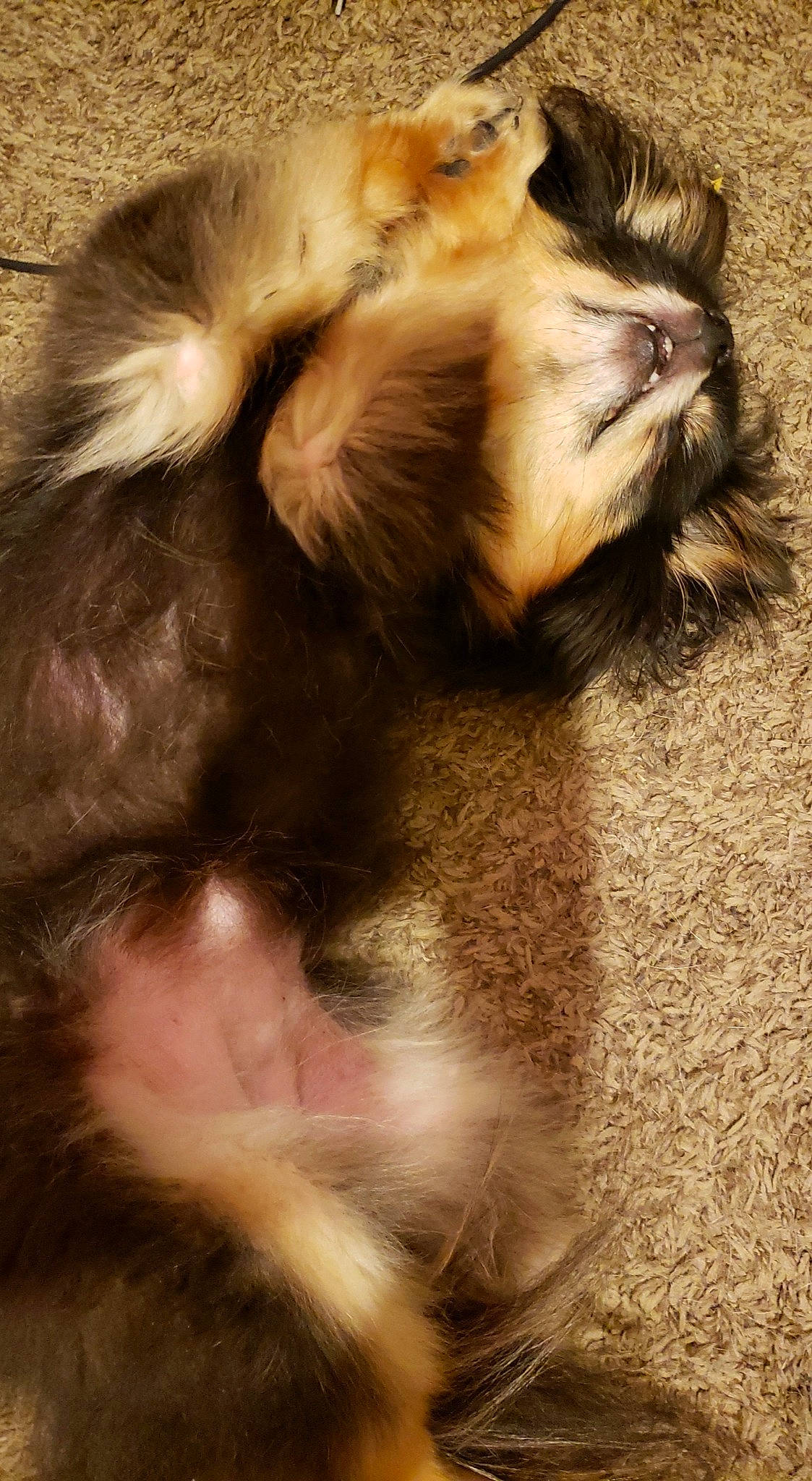 Peanut is registered to the contest to win money with this photo: canidae, carnivore, cat, ear, fawn, fur, nose, paw, snout, whiskers