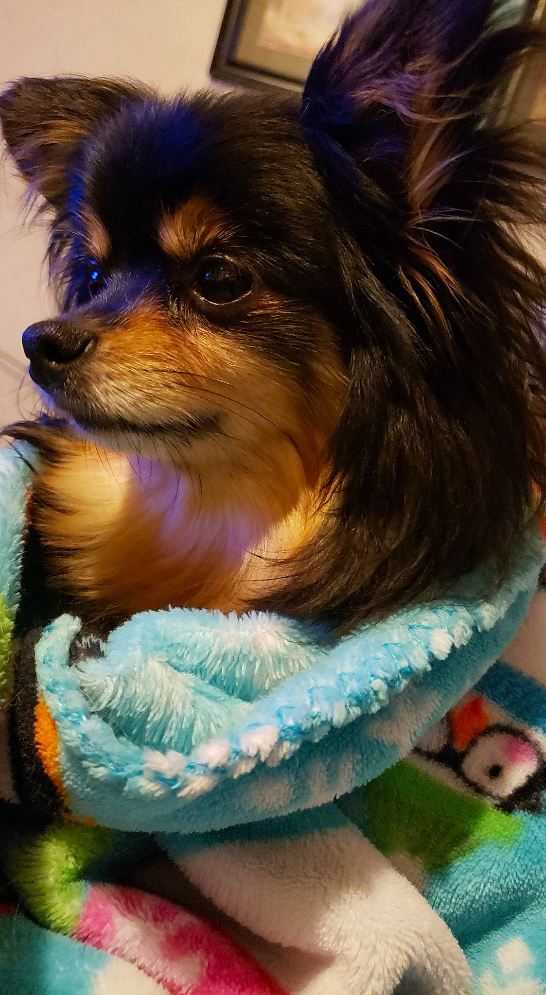 Peanut joined the competition — help win amazing prizes! canidae, carnivore, companion_dog, dog, dog_breed, mammal, papillon, pomeranian, puppy, puppy_love, rare_breed_dog, spitz, toy_dog