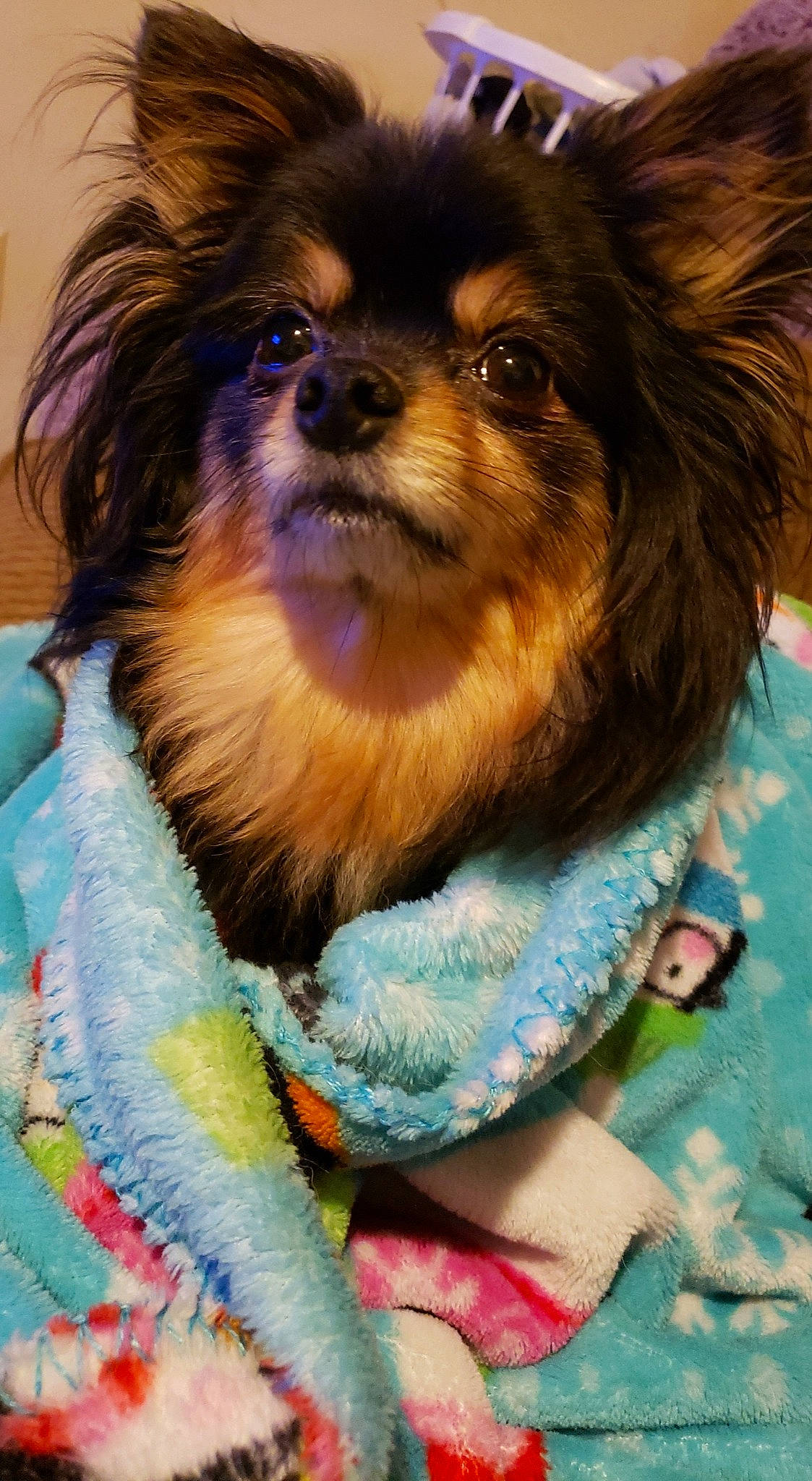 Peanut is registered to the contest to win money with this photo: canidae, carnivore, chinese_imperial_dog, companion_dog, dog, dog_breed, mammal, papillon, pekingese, pomeranian, puppy, spitz, toy_dog