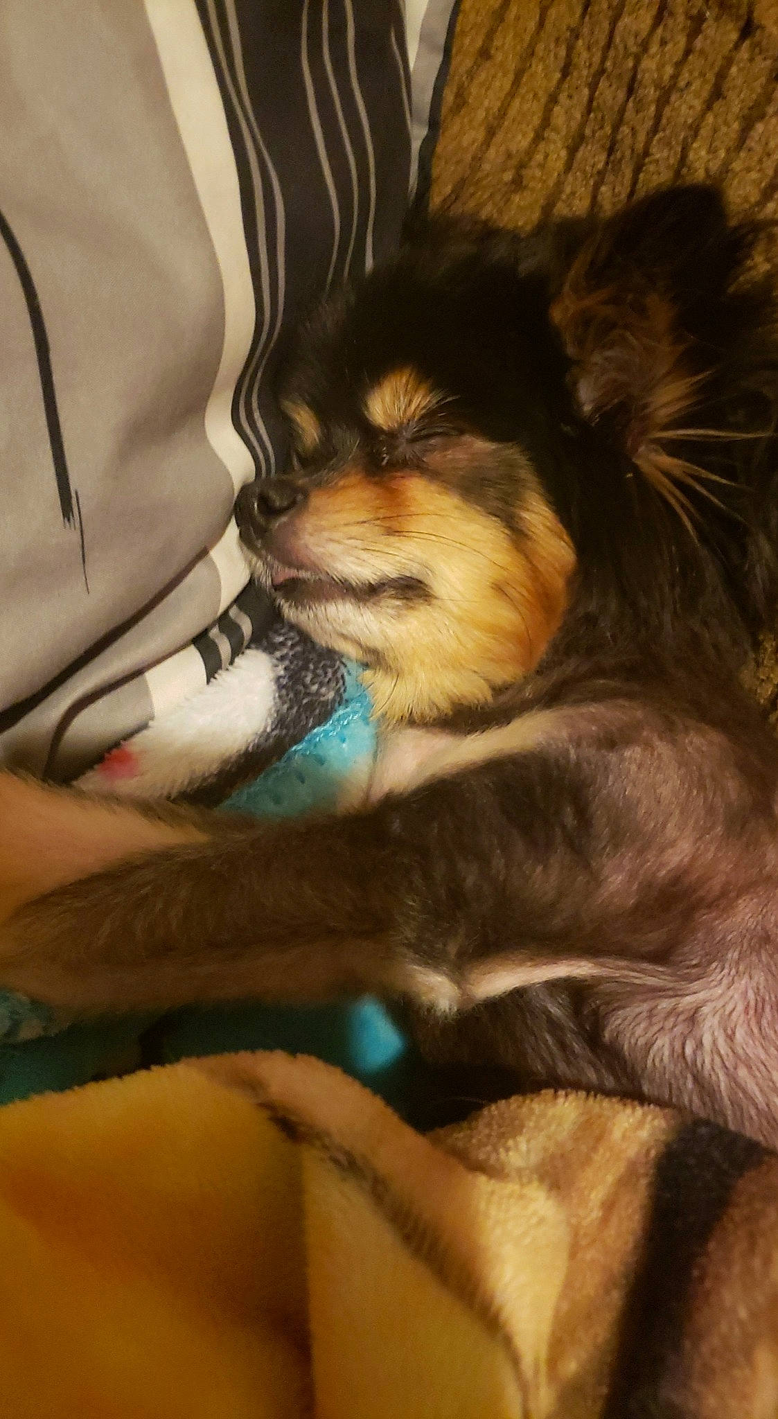 Peanut joined the competition — help win amazing prizes! canidae, carnivore, companion_dog, dog, dog_breed, pomeranian, puppy, puppy_love, spitz, whiskers