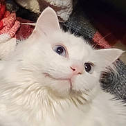 Dutchess is registered to the contest to win money with this photo: cat, white_cat, fluffy, long_hair, pet, animal, feline, blue_eyes, pink_nose, whiskers, close_up, portrait, indoors, blanket, cozy, cuddly, relaxed, lying_down, soft_fur, cute