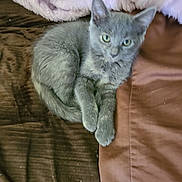 Holly joined the competition — help win amazing prizes! cat, kitten, gray_cat, furry, pet, animal, green_eyes, pointed_ears, whiskers, front_paws, sitting, lounging, couch, sofa, blanket, cushion, indoor, home, portrait, cozy