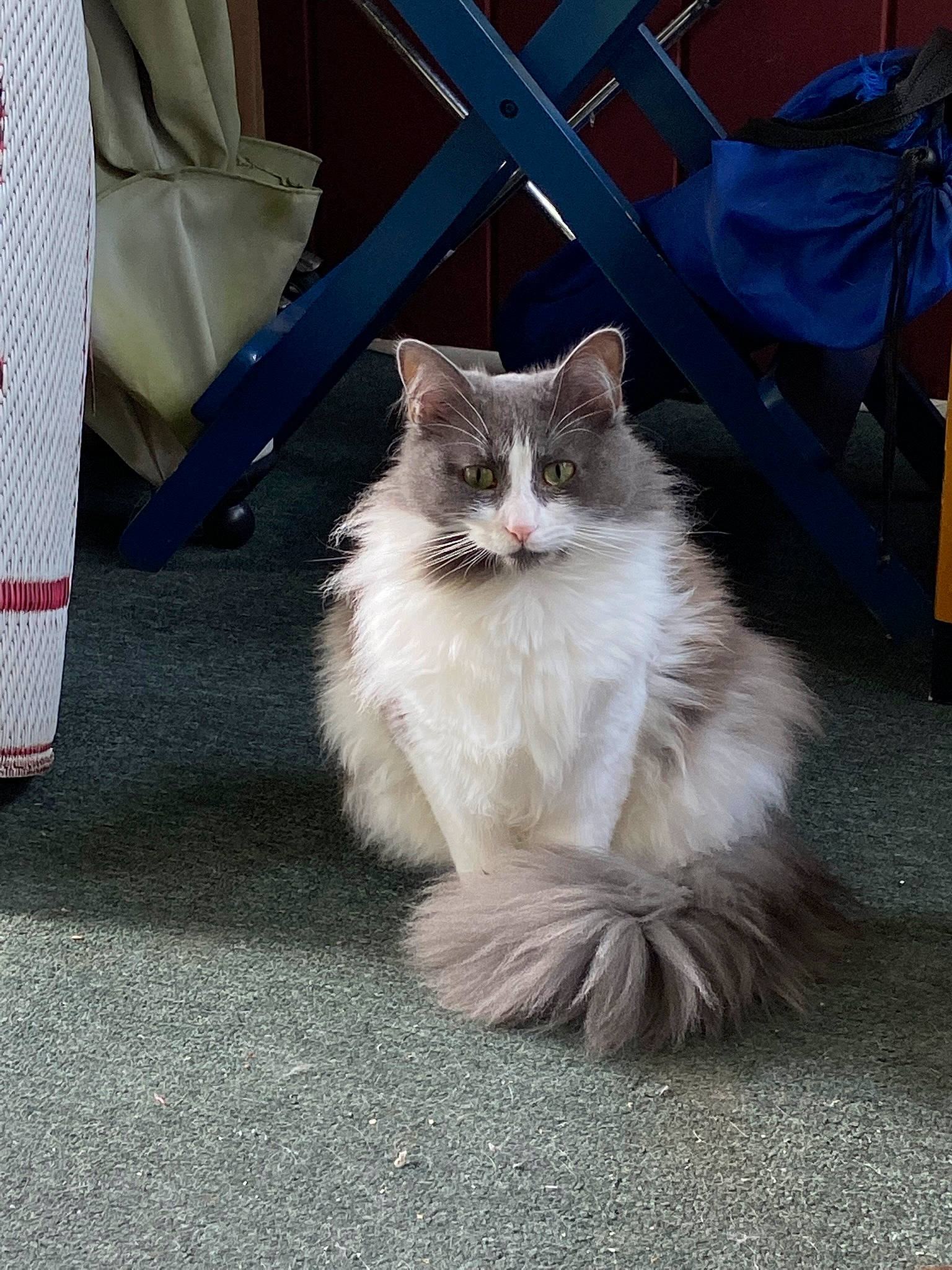 Jinx is registered to the contest to win money with this photo: asphalt, british_longhair, carnivore, cat, chair, electric_blue, fawn, felidae, fur, paw, persian, road_surface, sitting, small_to_medium_sized_cats, snout, tail, whiskers